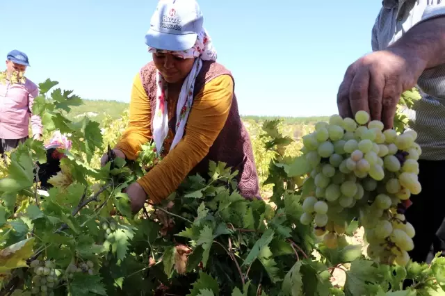 Üretici durumdan rahatsız! Üzüm tarlada 3,5, markette 10 TL