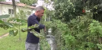 Çivitli kaplarını yıkadığı derenin rengi masalları andırdı