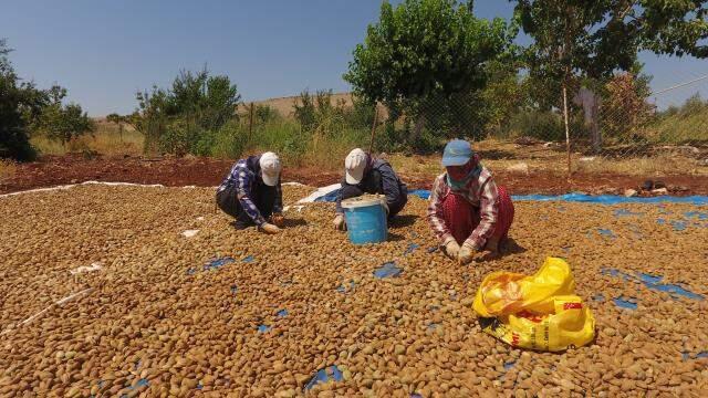 Şehir hayatını terk eden veteriner, köyüne dönüp badem yetiştirmeye başladı! Kazancı bir hayli yüksek