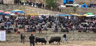 Artvin'in Yusufeli ilçesindeki boğa güreşleri ilgi gördü