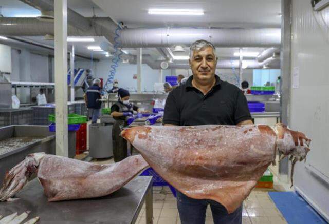 Balıkçılar bile şaşkın! 16 kiloluk dev kalamarlar ağlarına takıldı: 35 yıllık meslek hayatımda ilk defa görüyorum Balıkçılar bile şaşkın! 16 kiloluk dev kalamarlar ağlarına takıldı: 35 yıllık meslek hayatımda ilk defa görüyorum