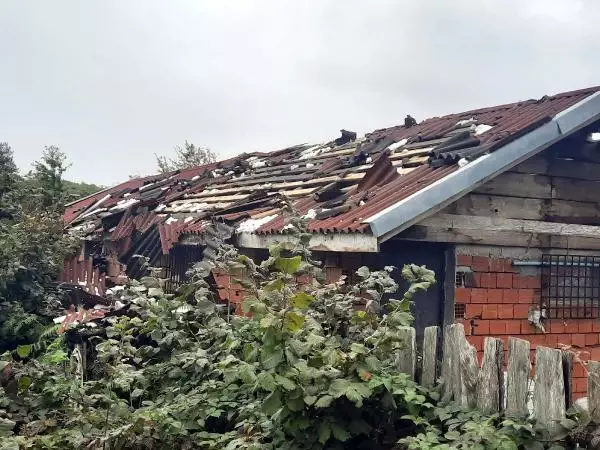 2 evin çatısını parçalayarak ağıla giren ayı, 25 koyunu telef etti