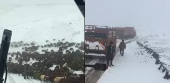 Ardahan'da kar nedeniyle yaylada mahsur kalan çobanlar ve sürüler kurtarıldı