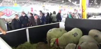 Hayvancılık festivalinde Türk Merinos koyununa yoğun ilgi