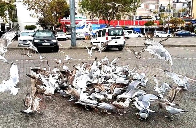Geçen hafta yaşanan fırtına nedeniyle balık fiyatlar cep yakıyor! Hamsi 40 liraya dayandı Geçen hafta yaşanan fırtına nedeniyle balık fiyatlar cep yakıyor! Hamsi 40 liraya dayandı