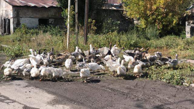 Kış sofralarının vazgeçilmezi! Kars'ta kaz fiyatları 300 liraya kadar çıkınca vatandaş alternatife yöneldi Kış sofralarının vazgeçilmezi! Kars'ta kaz fiyatları 300 liraya kadar çıkınca vatandaş alternatife yöneldi