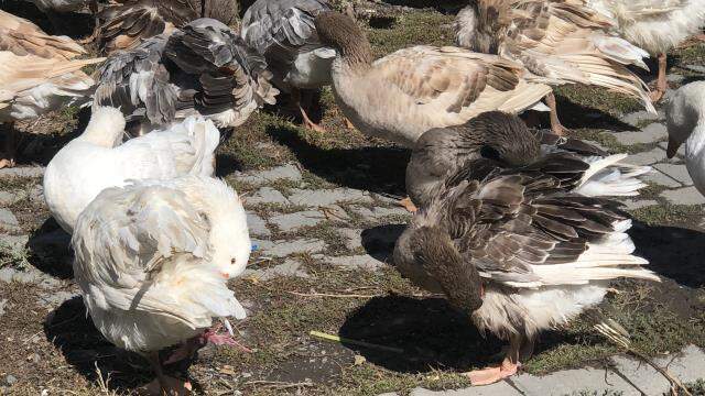 Kış sofralarının vazgeçilmezi! Kars'ta kaz fiyatları 300 liraya kadar çıkınca vatandaş alternatife yöneldi Kış sofralarının vazgeçilmezi! Kars'ta kaz fiyatları 300 liraya kadar çıkınca vatandaş alternatife yöneldi