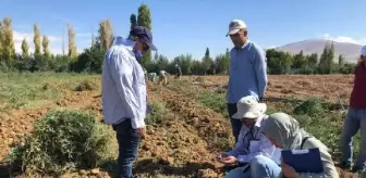 Yerli patates çeşitlerinde hasat dönemi