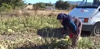 Ata tohumlarından yetiştirdiği kavunlar ilgi görüyor