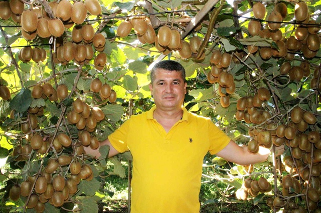 'Burada kivi yetişmez' diyenlere aldırmadı, şimdi Ukrayna'ya ihraç ediyor 'Burada kivi yetişmez' diyenlere aldırmadı, şimdi Ukrayna'ya ihraç ediyor