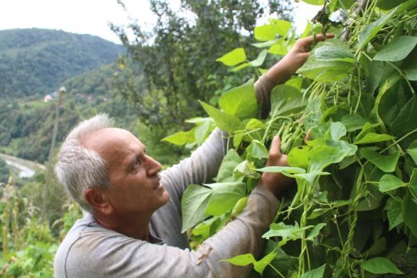 Atandığı ülkeye gidemeyen Türk büyükelçi, bağ bahçe işleri yapıyor