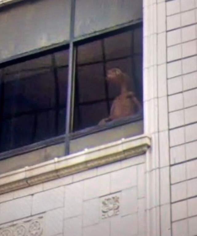 Pencerede gülümserken kameraya yakalandı! Evde tutulan yaratık ABD'de tartışma yarattı