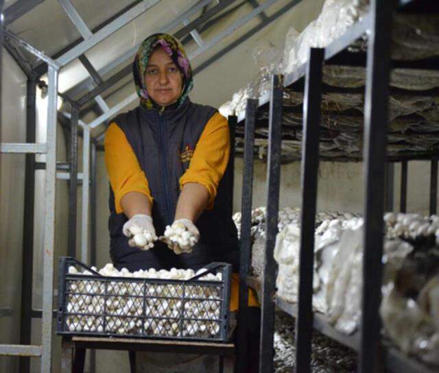 50 bin lira sermayeyle mantar üretim tesisi kurdu, asgari ücretin 4 katı para kazanıyor 50 bin lira sermayeyle mantar üretim tesisi kurdu, asgari ücretin 4 katı para kazanıyor