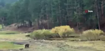 Bozayı sevdalıları tehlikeye aldırış etmedi, fotoğraf çekmeye devam etti