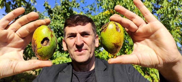 Bin 200 rakımda ceviz hasadı başladı! Kilosu 30 liraya bir yıl önceden satılıyor Bin 200 rakımda ceviz hasadı başladı! Kilosu 30 liraya bir yıl önceden satılıyor