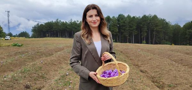 Kilosu 60 bin liraya satılan safranın hasadına başlandı Kilosu 60 bin liraya satılan safranın hasadına başlandı