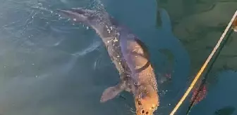 Yavru Akdeniz foku ve caretta caretta yat limanında birlikte görüntülendi