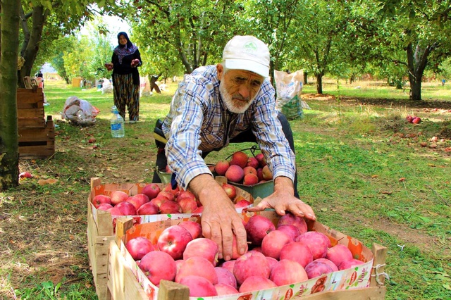 Amasyalı üreticiler dertli: Dalında 1,5 lira olan elma manavda 6 lira
