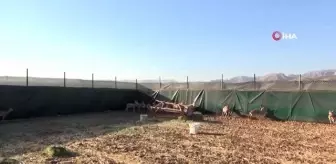 Cudi Dağı'na 40 ceylan bırakıldı