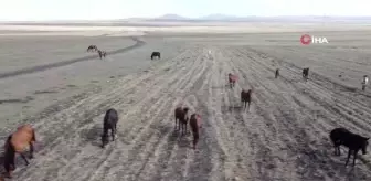 Kars'ta 'Yılkı Atları'nın yem bulma mücadelesi başladı