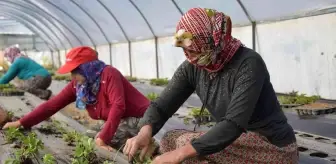 Sezonun ilk çilek fideleri toprakla buluştu