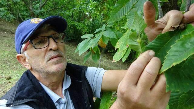 Bir ilimizde daha görüldü! Çin'den gelen 'Katil arı' tehdidi giderek büyüyor