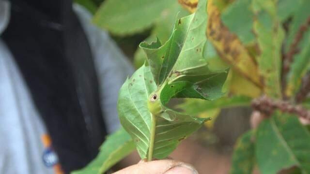 Bir ilimizde daha görüldü! Çin'den gelen 'Katil arı' tehdidi giderek büyüyor