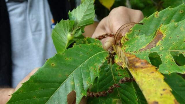 Bir ilimizde daha görüldü! Çin'den gelen 'Katil arı' tehdidi giderek büyüyor