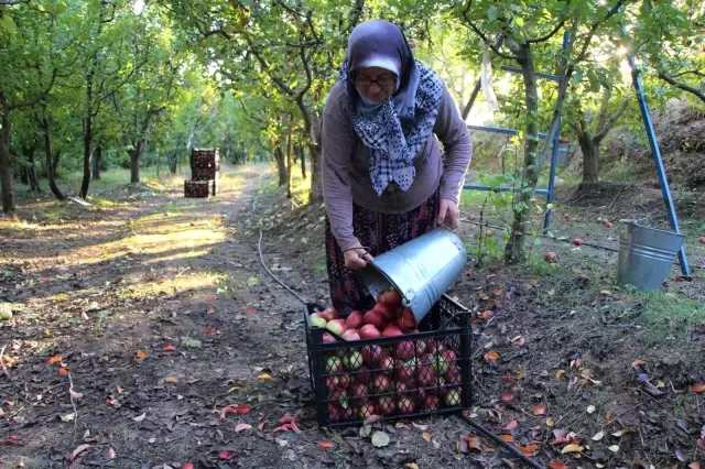 Tarihte böylesi görülmedi! Amasya'da ağaçtan toplanan elmalar bir türlü bitmek bilmiyor