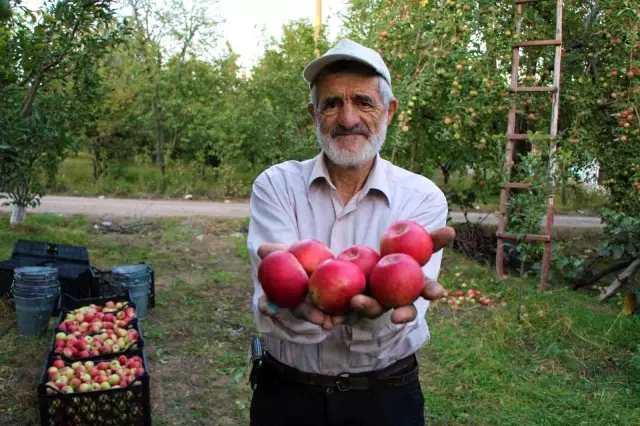 Tarihte böylesi görülmedi! Amasya'da ağaçtan toplanan elmalar bir türlü bitmek bilmiyor