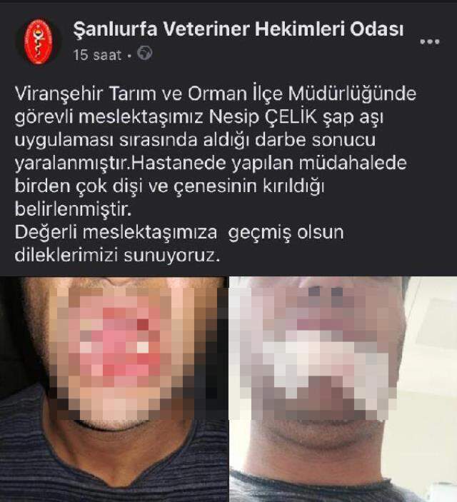 Şap aşı yapılmasına kızan inek, şiddetli tekmesiyle veterinerin çenesini kırdı Şap aşı yapılmasına kızan inek, şiddetli tekmesiyle veterinerin çenesini kırdı
