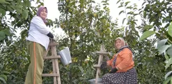 Yalova'da cennet hurması bahçelerinde hasat başladı