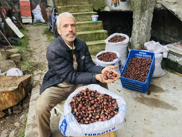 Kazdağları kestanesi köylülerin gelir kapısı oldu