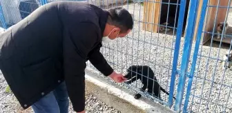 Hayvan Bakımevi ve Rehabilitasyon Merkezi sokak hayvanlarına ev sahipliği yapıyor
