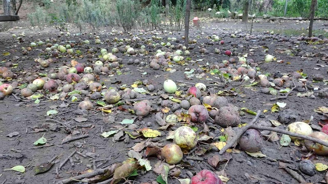 Görenler içi acıyor! Pahalılığın hat safhada olduğu şu dönemde tonlraca meyve çürümeye terk ediliyor Görenler içi acıyor! Pahalılığın hat safhada olduğu şu dönemde tonlraca meyve çürümeye terk ediliyor