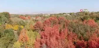 Elazığ'da sonbaharda rengarenk olan ağaçlar havadan görüntülendi