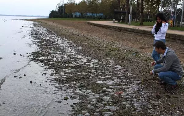 İzmit Körfezi'nde binlerce ölü denizanası kıyıya vurdu