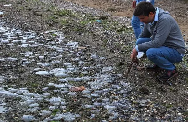 İzmit Körfezi'nde binlerce ölü denizanası kıyıya vurdu