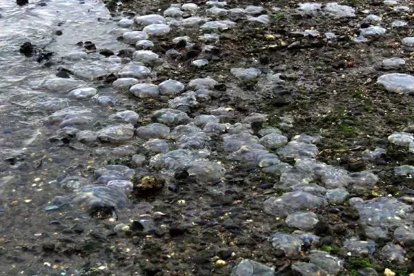 İzmit Körfezi'nde binlerce ölü denizanası kıyıya vurdu