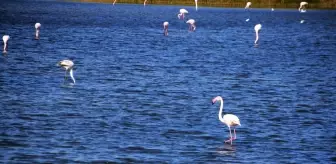 Aliağa'da flamingoların görüntüsü hayran bırakıyor