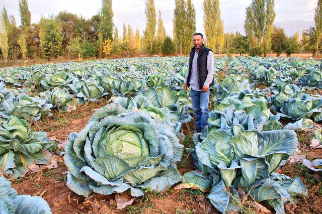 Kahramanmaraş'ta dev lahanalar görenleri şaşırtıyor Kahramanmaraş'ta dev lahanalar görenleri şaşırtıyor