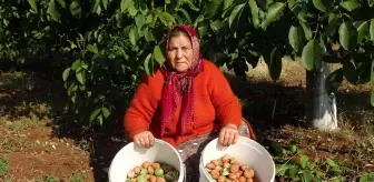 Meşhur Çameli cevizinde hasat zamanı