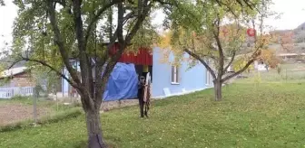 Gümüşhane elmasında hasat zamanı