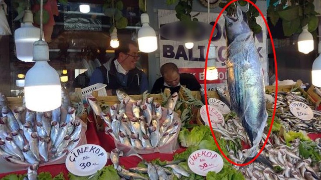Karadeniz'de torik bereketi, tanesi 300 liraya satılıyor Karadeniz'de torik bereketi, tanesi 300 liraya satılıyor
