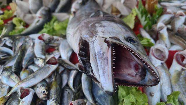 Karadeniz'de torik bereketi, tanesi 300 liraya satılıyor Karadeniz'de torik bereketi, tanesi 300 liraya satılıyor