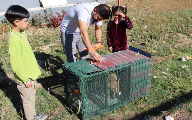 Kümes sahibinin tavuklarını öldüren tilkiye yaptığı herkesten alkış aldı Kümes sahibinin tavuklarını öldüren tilkiye yaptığı herkesten alkış aldı