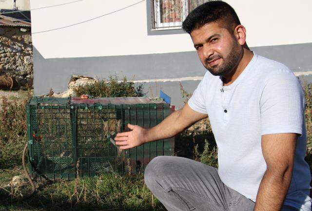 Kümes sahibinin tavuklarını öldüren tilkiye yaptığı herkesten alkış aldı Kümes sahibinin tavuklarını öldüren tilkiye yaptığı herkesten alkış aldı