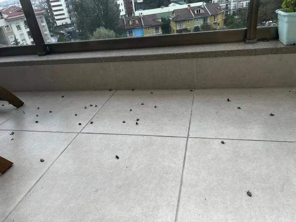 İstanbul'da 'kokarca böceği' kabusu! Arı gibi ses çıkarıp kokarca gibi kokuyor