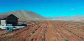 KAHRAMANMARAŞ - Peyzaj amaçlı 15 kökle üretime başladıkları lavantada ihracata hazırlanıyorlar