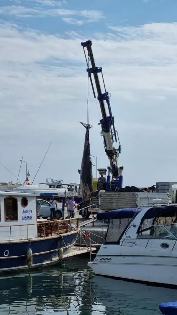 İlk kez oluyor! Yalancı katil balina ölüsü Antalya'da kıyıya vurdu